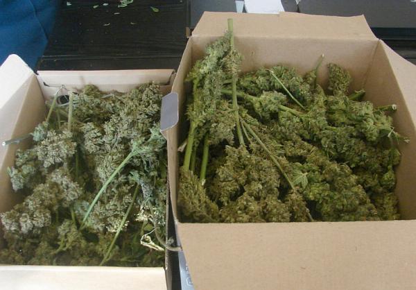 Marihuana, zdjęcie obrazowe
