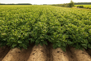 Uprawa ziemniaków — jakie maszyny będą potrzebne?