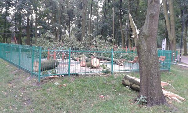 Duży, i tylko z pozoru wyglądający na zdrowy jawor, złamał się i upadł wprost na jeden z nowych plac