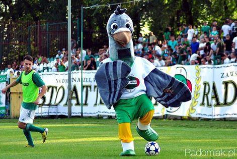 Gołąb Radomiaka. Foto: Radomiak.pl