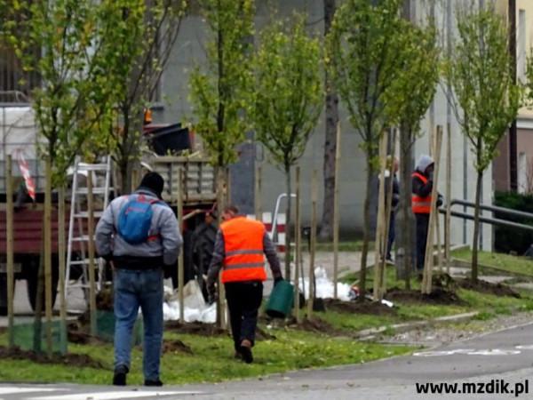 Drzewka przy ul. Traugutta. Foto: MZDiK