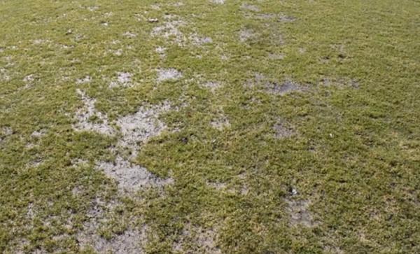 Tak wyglądała murawa stadionu MOSiR 24 godz. przed meczem z Legionovią, który rozpocznie się w niedz