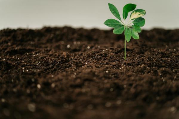 Biohumus - Największą jego zaletą wpływ na życie biologiczne podłoża