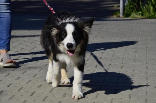 Marsz Adopciaków i Kundelków w niedzielę 13 września o 15:00
