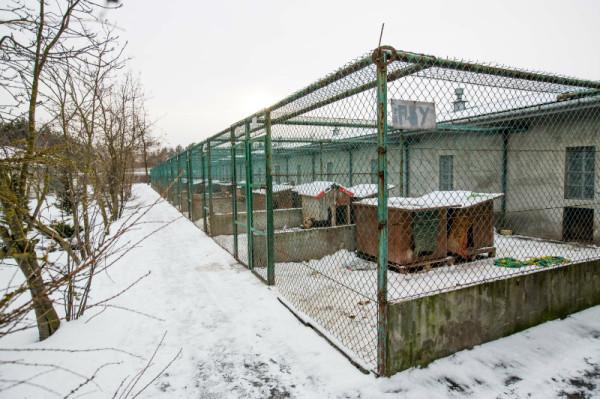 Schronisko dla bezdomnych zwierząt w Radomiu największe zapotrzebowanie ma na karmę dla szczeniąt, k