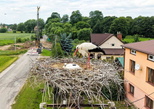 Bociany co roku wracają na tereny powiatu radomskiego. Tu na drodze Gębarzów - Skaryszew