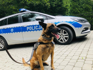 Pies policyjny