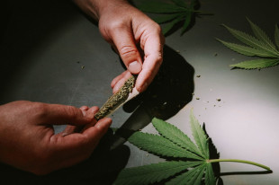 Marihuana. Zdjęcie poglądowe