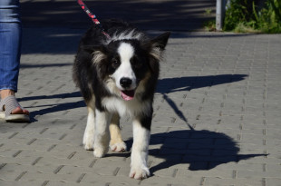 Marsz Adopciaków i Kundelków w niedzielę 13 września o 15:00