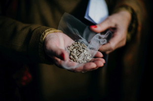 Sklep internetowy z nasionami roślin - wygodne źródło zaopatrzenia dla rolników