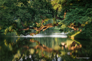 Krzywe drzewo w Szydłowcu