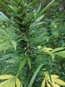 Udana zasadzka policji na plantatora marihuany [WIDEO]