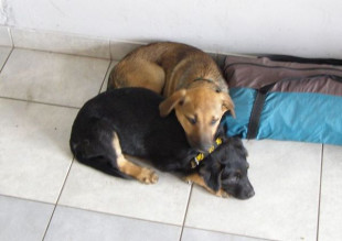 Drugi z porzuconych w lesie psiaków także znalazł nowego pana!