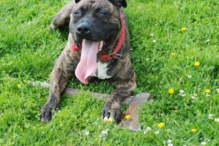 Próba zabicia psa: za tydzień wyrok