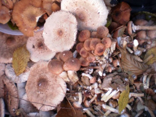 Opieńkowe żniwa (zdjęcia)