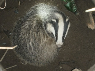 Tym razem borsuk w kanale