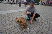 Marsz Adopciaków i Kundelków - Radom 2026