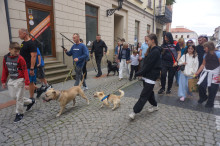 Marsz Adopciaków i Kundelków - Radom 2026