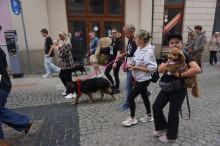 Marsz Adopciaków i Kundelków - Radom 2026