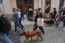 Marsz Adopciaków i Kundelków - Radom 2026