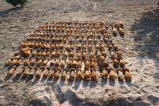 1500 pocisków wydobyli z ziemi. A to jeszcze nie koniec!