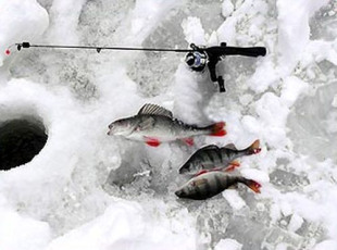 Kłusowników wciąż nie brakuje!