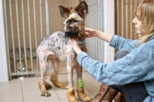Policja poszukuje sprawcy okrutnego znęcania się nad psem