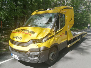 Kierowcy! Uwaga na dzikie zwierzęta!