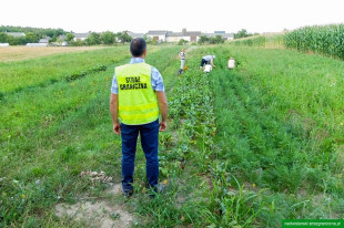 Ukraińcy zatrzymani za nielegalną pracę