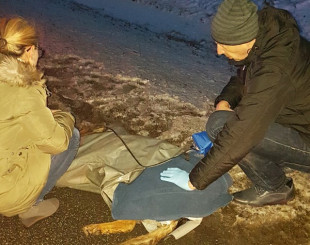 Pomogli rannemu psu. Dzięki temu zwierzę przeżyło