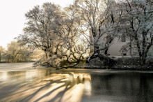 Krzywe drzewo w Szydłowcu