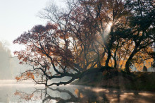 Krzywe drzewo w Szydłowcu