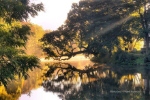 Krzywe drzewo w Szydłowcu