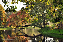 Krzywe drzewo w Szydłowcu