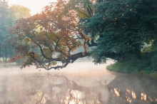 Krzywe drzewo w Szydłowcu