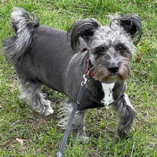 „Mazowsze dla zwierząt”. Są pieniądze na pomoc dla właścicieli czworonogów i schronisk