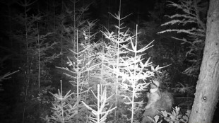 Straż Leśnia wzmożyła patrole i kontrole drogowe