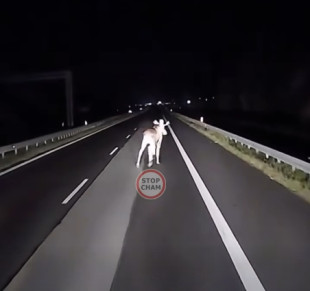Niebezpieczna sytuacja na S7. Łoś nagle wybiegł na jezdnię [WIDEO]